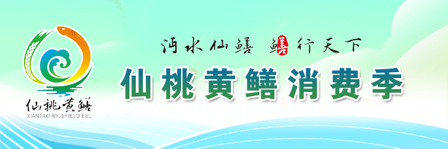 仙桃黃鱔消費季